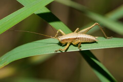 Requena baraya