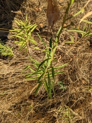 Asclepias fascicularis