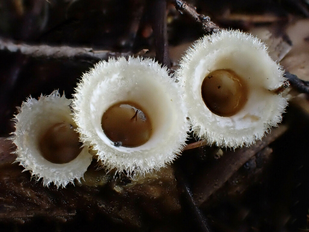 woolly bird's nest fungus from Opua, New Zealand on September 24, 2022 at 0311 PM by Julie