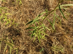 Asclepias fascicularis