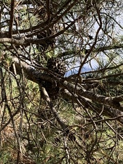 Pinus nigra
