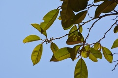 Chrysophyllum mexicanum