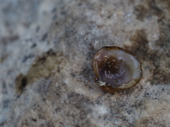 Corbicula fluminalis