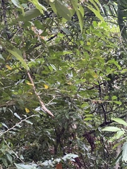 Maclura cochinchinensis