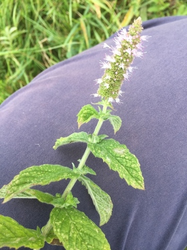 Big-leaf mint (Mentha × rotundifolia)