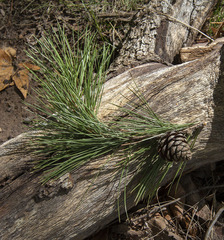 Pinus leiophylla