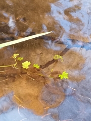 Ranunculus sceleratus