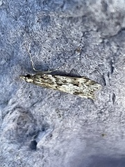 Eudonia angustea