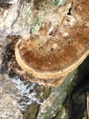 Trametes trogii