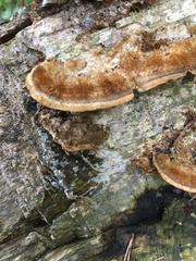 Trametes trogii