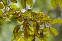 Chrysophyllum mexicanum