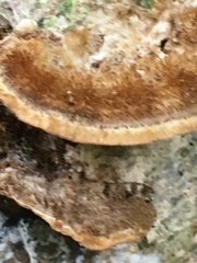 Trametes trogii