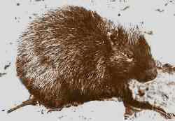 Cabrera's hutia