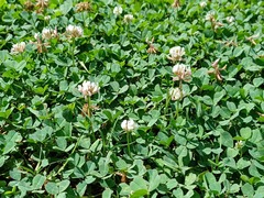 Trifolium repens repens