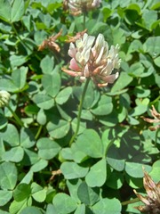 Trifolium repens repens