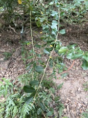 Maclura cochinchinensis