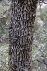 Quercus arizonica