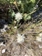 Cephalaria leucantha