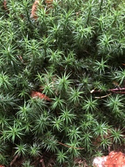 Polytrichum formosum