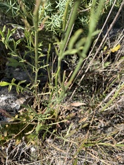 Cephalaria leucantha