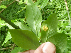 Melampsora epitea