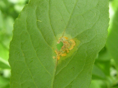 Melampsora epitea