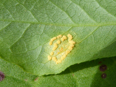 Melampsora epitea