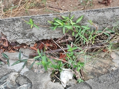Trachelospermum jasminoides