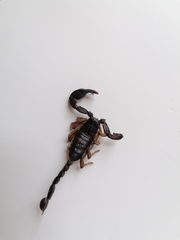 Euscorpius