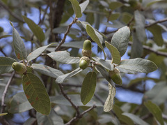 Quercus arizonica
