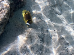 Chaetodon lunula