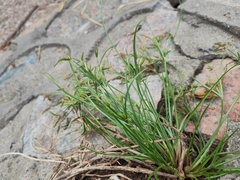 Cyperus compressus