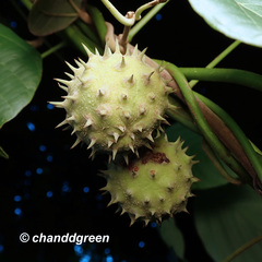 Byttneria grandifolia