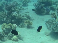 Pomacentrus albicaudatus