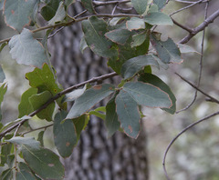 Quercus arizonica