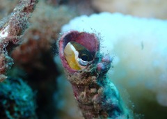 Plagiotremus goslinei