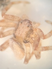 Thomisidae