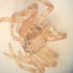Thomisidae