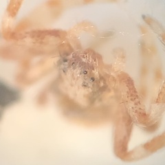 Thomisidae