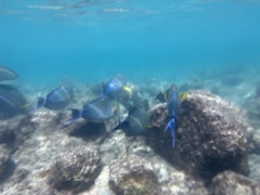 Acanthurus