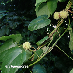 Byttneria grandifolia