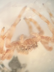 Thomisidae