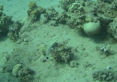 Parapercis hexophtalma