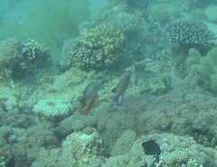 Pseudanthias squamipinnis