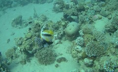 Heniochus intermedius