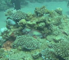 Pseudanthias squamipinnis