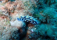 Phyllidia varicosa