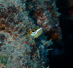 Plagiotremus goslinei