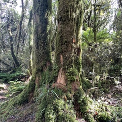 Podocarpus laetus