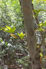 Platanus wrightii